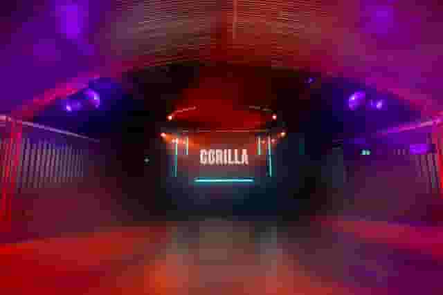 Gorilla