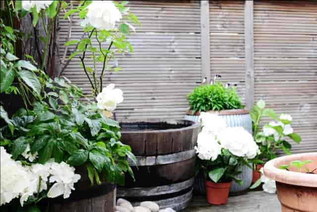 Outdoor event space at The Terrace Bar & Garden with lush greenery and rustic charm.