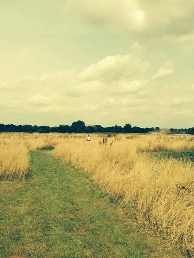 Camping Meadow