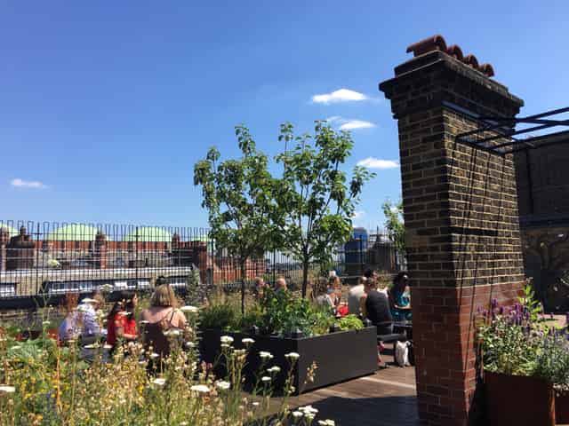 Roof Top Garden 