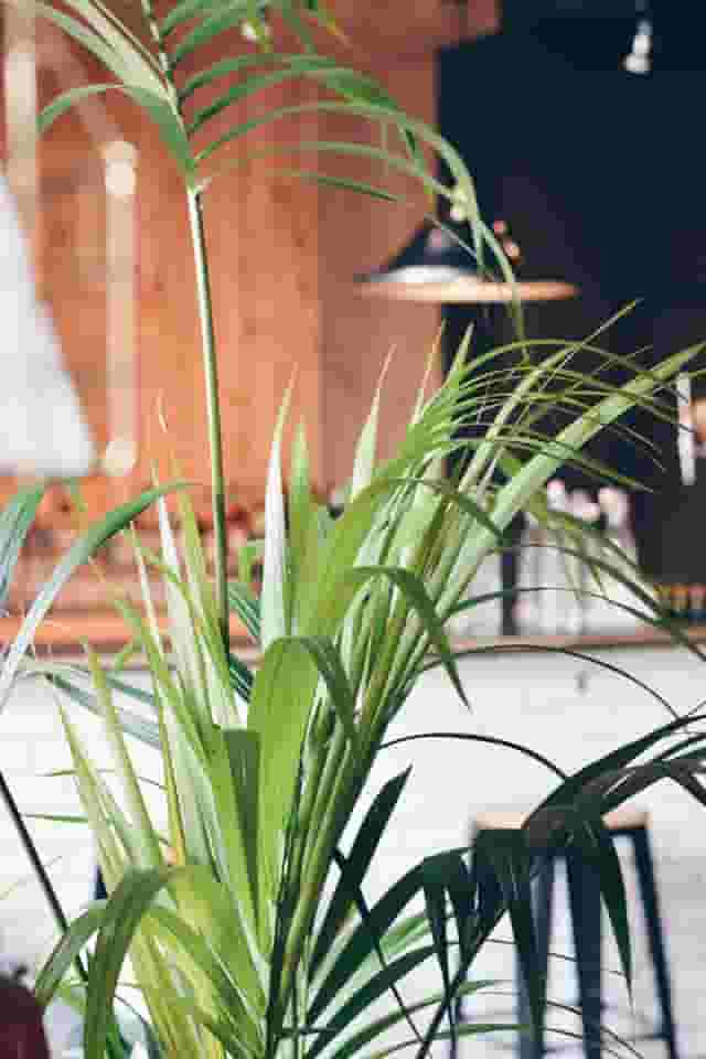 Autumn Yard Events Space