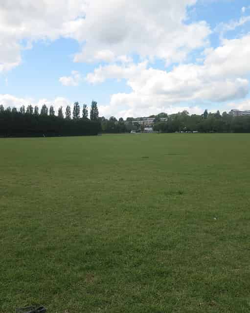 Main Field