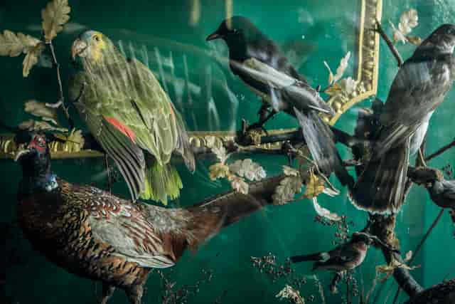 Taxidermied birds in vintage decor at Tequila and Mezcal Parlour, ideal for nature events.