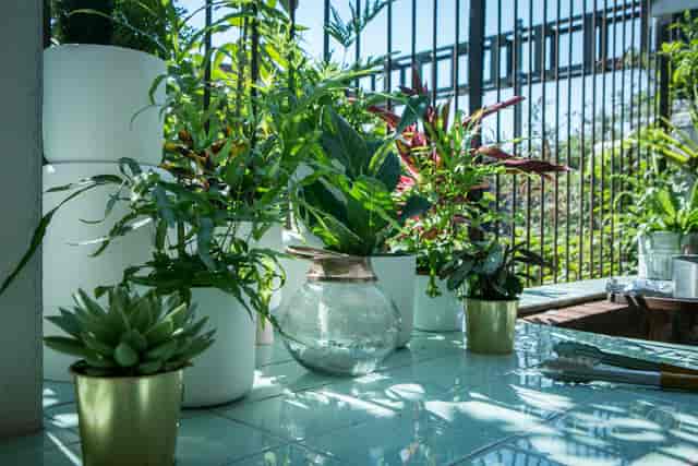 Al Fresco BBQ Garden with lush greenery, perfect for networking events and casual gatherings.