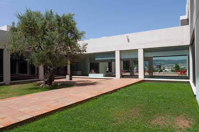 Olive Tree Patio