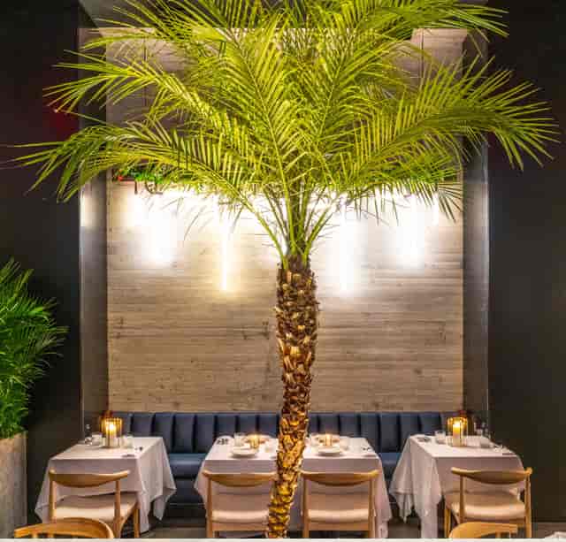 Isla at Spyglass Rooftop Bar, featuring a palm tree in a stylish dining space for upscale events.