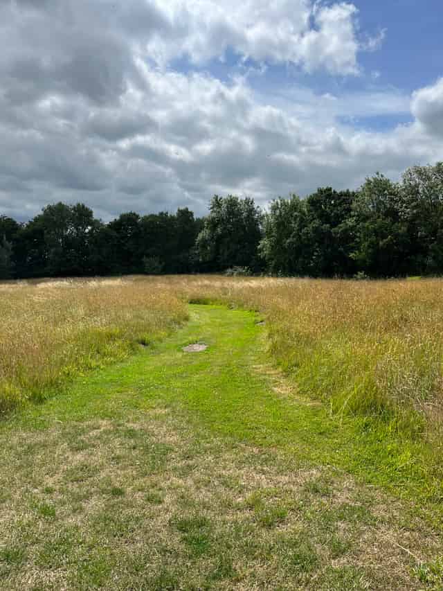 Meadows