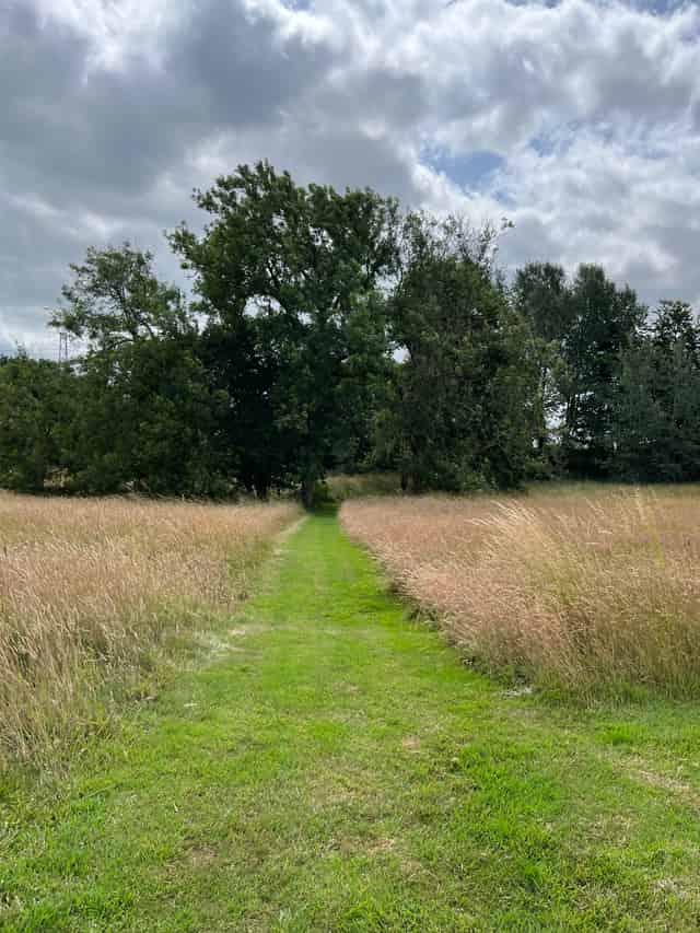 Meadows