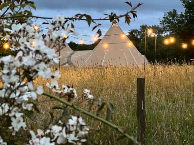 Meadows