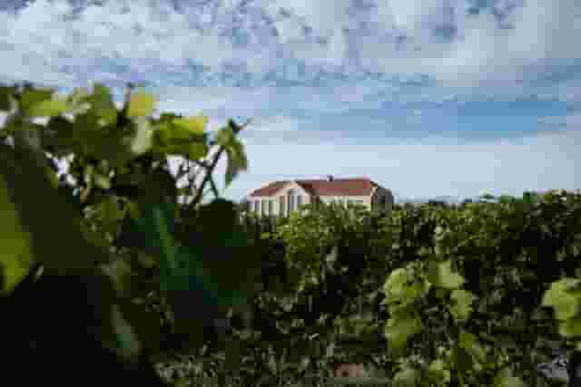 Exton Park Vineyard