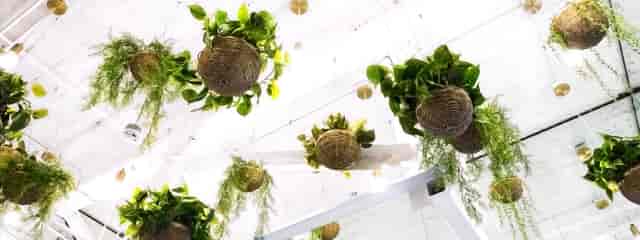 "Union Square Bluestone Lane ceiling with hanging planters for vibrant events and gatherings."