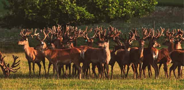 DEER PARK TOUR & DINNER