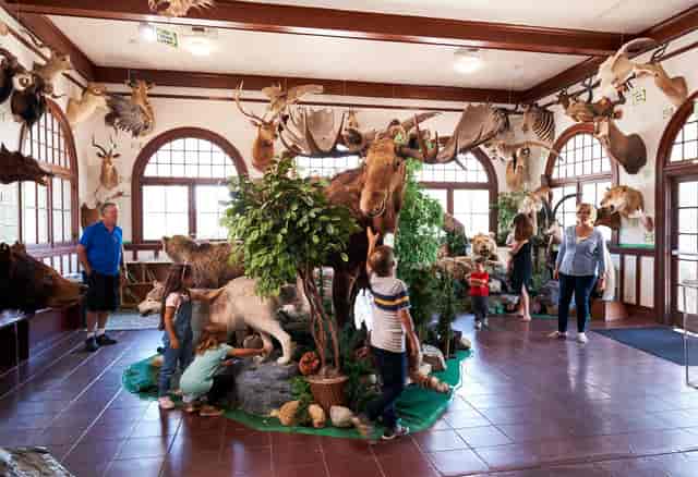 Nature Walk gallery in La Habra: taxidermy displays for unique events and workshops.