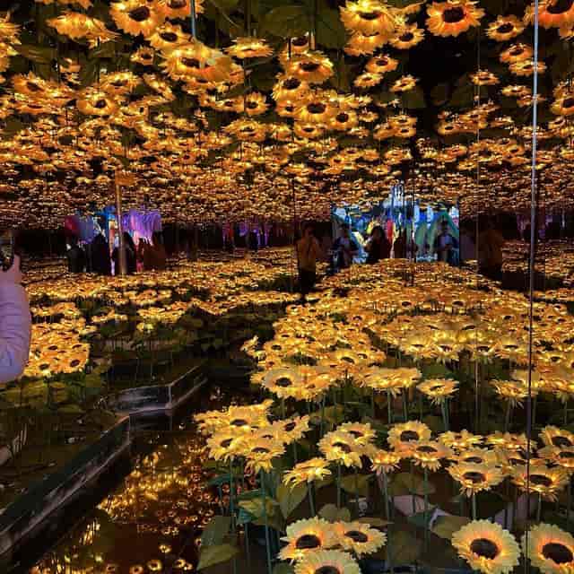Immersive sunflower floral installation at Enchanted Forests, Great Mall event space.