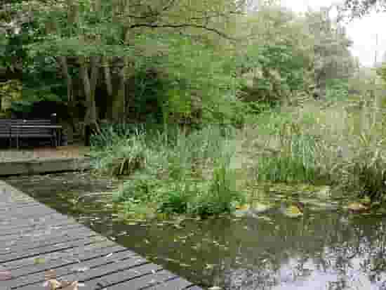 Pond