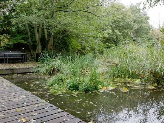Pond