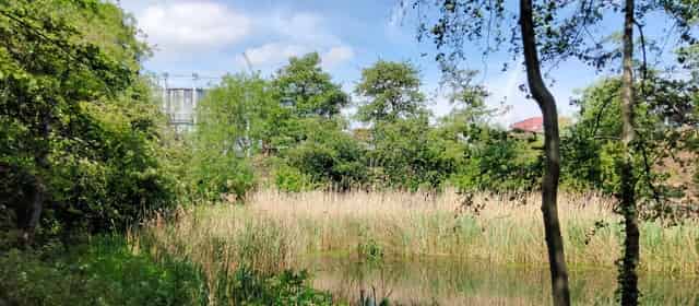 Meadow