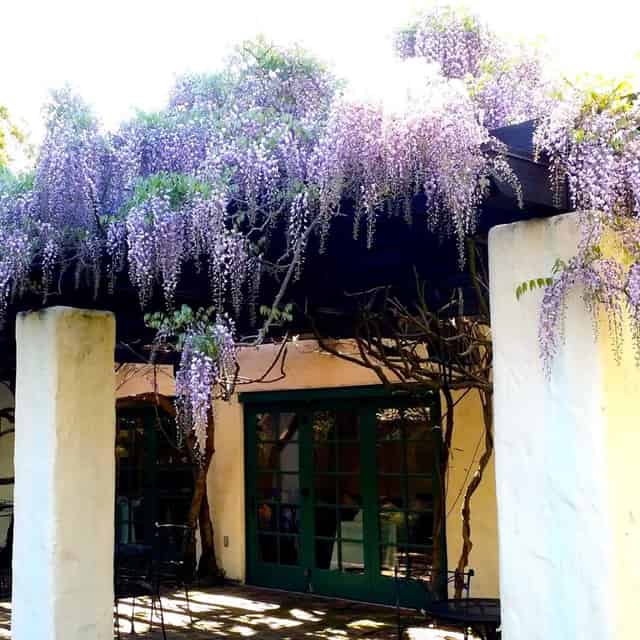 Cafe Wisteria