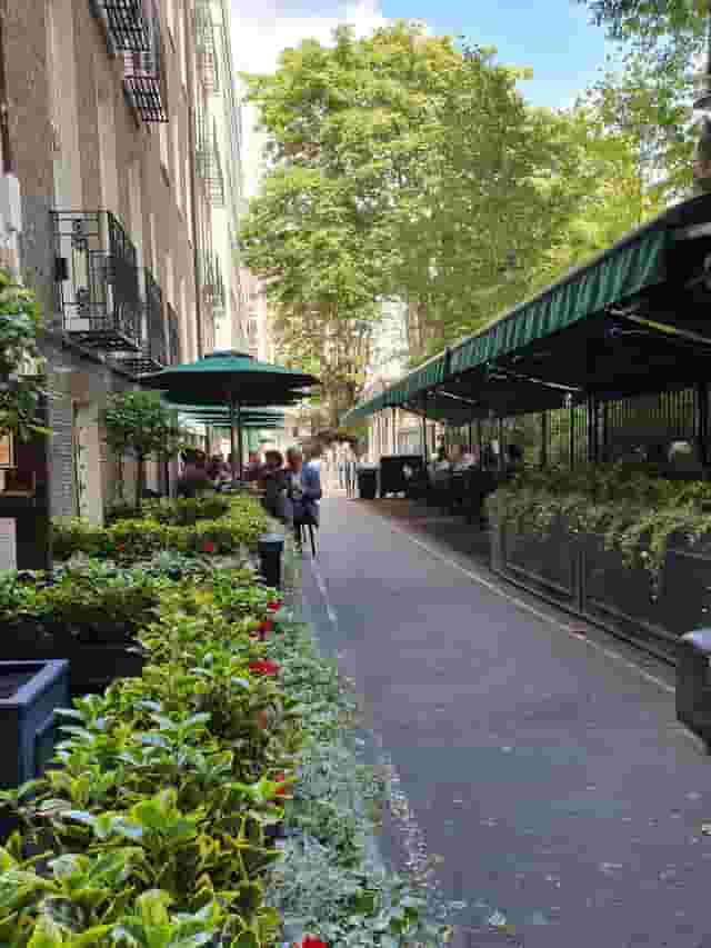 The Vine