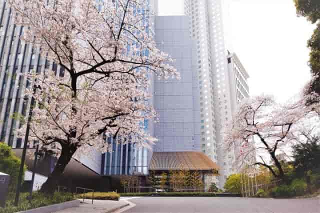 Fuji at Capitol Hotel Tokyu with cherry blossoms, perfect for outdoor events and gatherings.