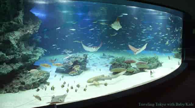 Observation Deck at Sunshine Aquarium with vibrant coral for unique corporate events.