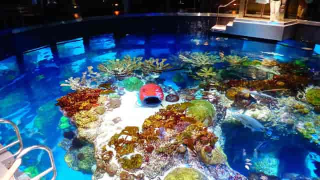 Vibrant coral reef scene at New England Aquarium for themed events and corporate gatherings.