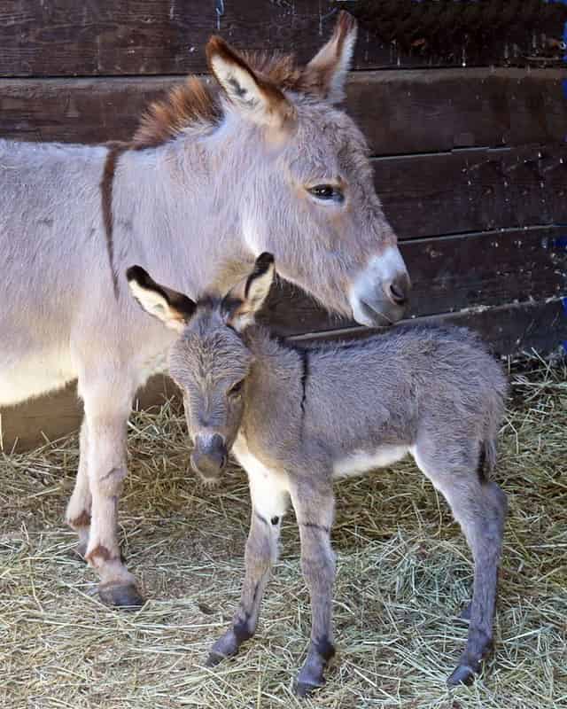 Animal Showcase