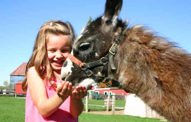 Child joyfully interacts with a donkey at Davis Farmland's Animal Showcase event.