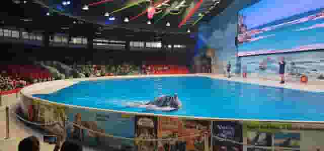 Bird Show Arena