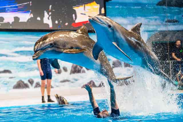 Dolphins leaping at Dubai Dolphinarium's Bird Show Arena, ideal for corporate events.