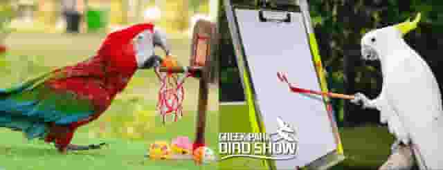 Bird Show Arena