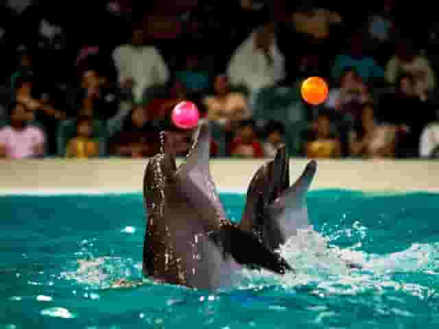 Dolphinarium