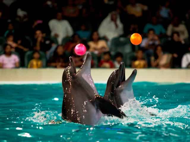 Dolphinarium