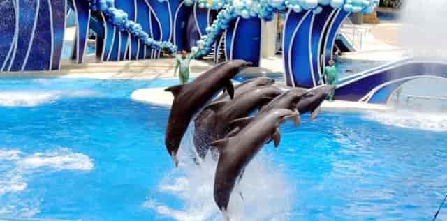 Dolphin performance at Dubai Dolphinarium, vibrant entertainment for events and audiences.
