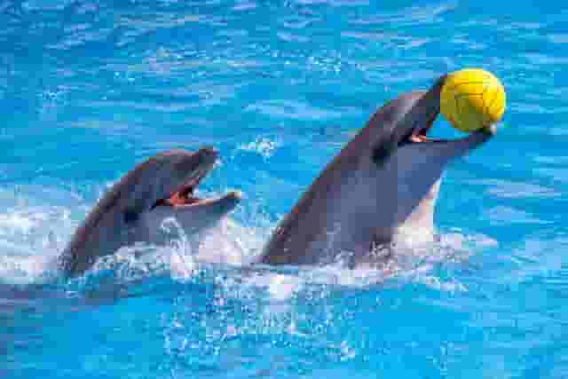 Dolphinarium