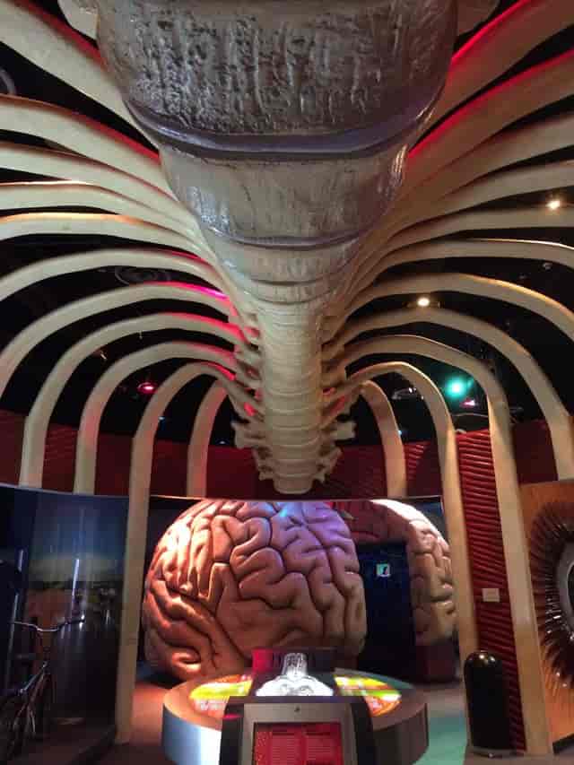 Immersive ribcage exhibit at The Health Museum for educational events.