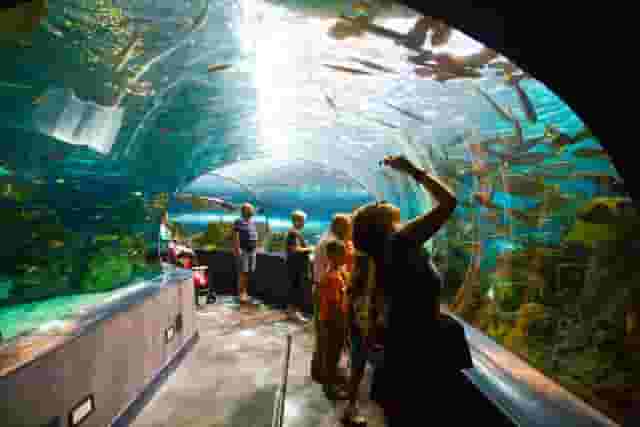 Underwater Zoo