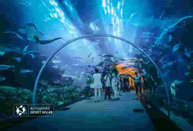 Underwater Zoo