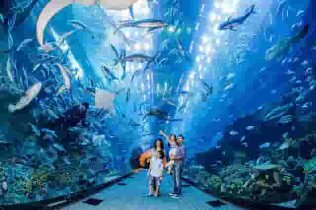 Underwater Zoo