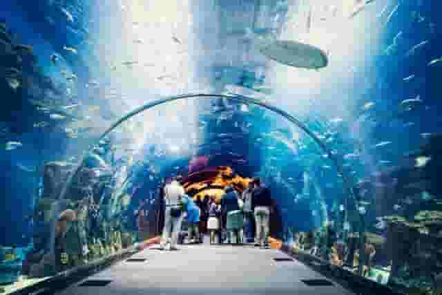 Underwater Zoo