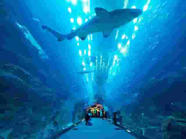Aquarium Tunnel