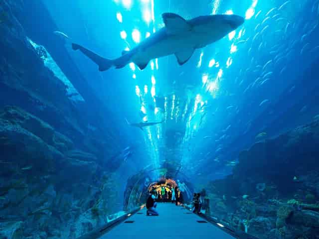 Aquarium Tunnel