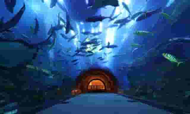 Aquarium Tunnel