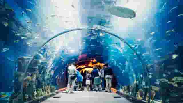 Aquarium Tunnel