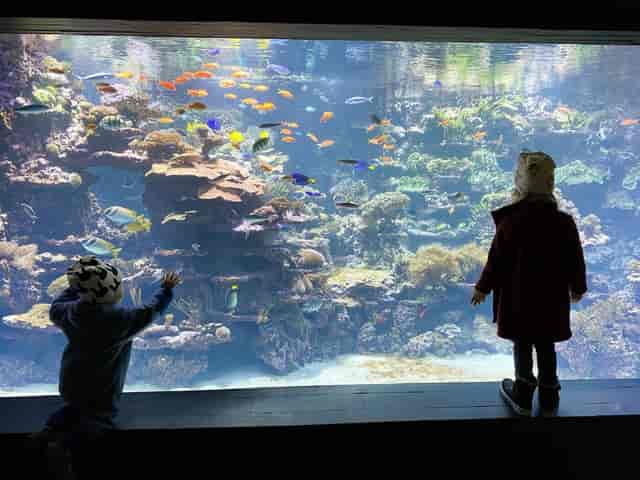 Children admiring colorful fish in Zoo Zürich's aquarium, perfect for family events.