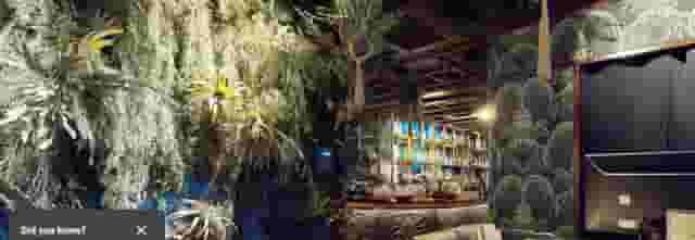 Coya City