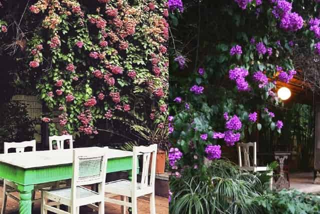 Garden Cafe Restaurant