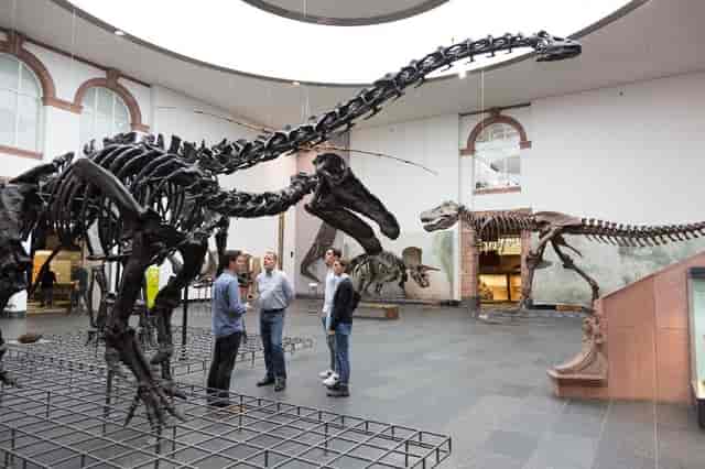 Atrium 2 at Senckenberg Naturmuseum: dinosaur skeleton venue for unique events.
