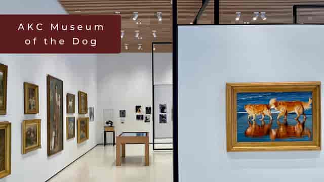 "Modern gallery at AKC Museum of the Dog for engaging events and exhibitions"