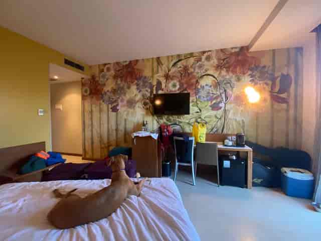 Contemporary hotel room with floral wallpaper for informal meetings or retreats.